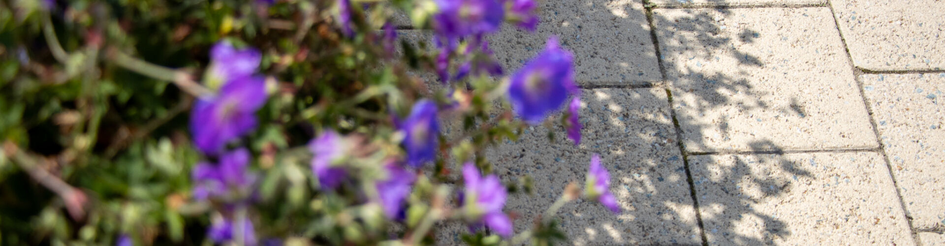 Réaménagement de l'avenue Van Buggenhout à Coxyde